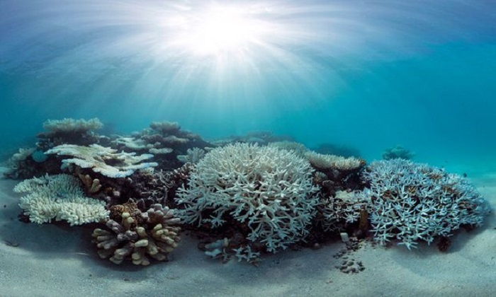 Maldives urges rich countries to rapidly ratify Paris climate agreement 